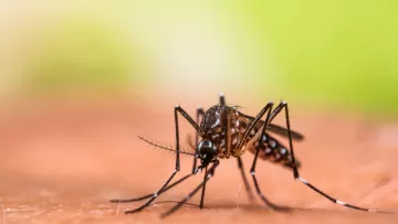 Moustique cas de dengue